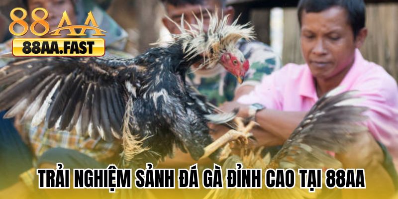 Trải nghiệm sảnh đá gà đỉnh cao tại 88AA